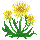 dandelions
